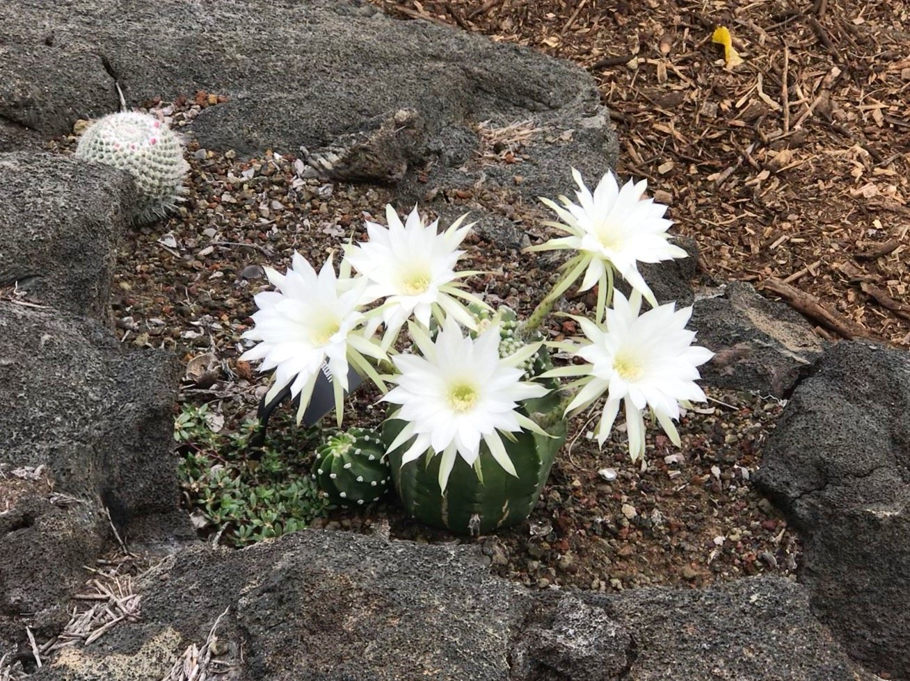 Native plants in the arboretum's Desert Zone