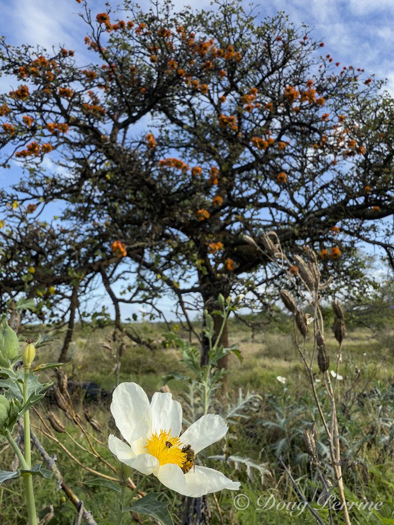 White pua kala flower beneath a wiliwili tree