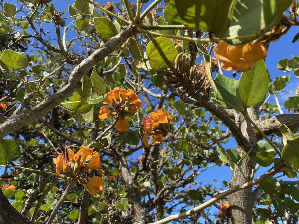 Orange wiliwili blossoms