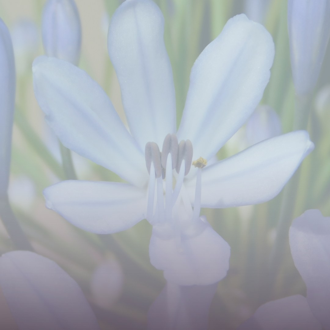 Close-up of a pale blue indigo-family flower in bloom